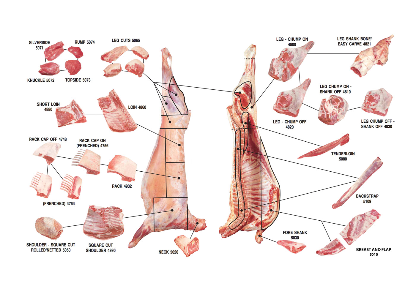 lamb-meat-cuts-1